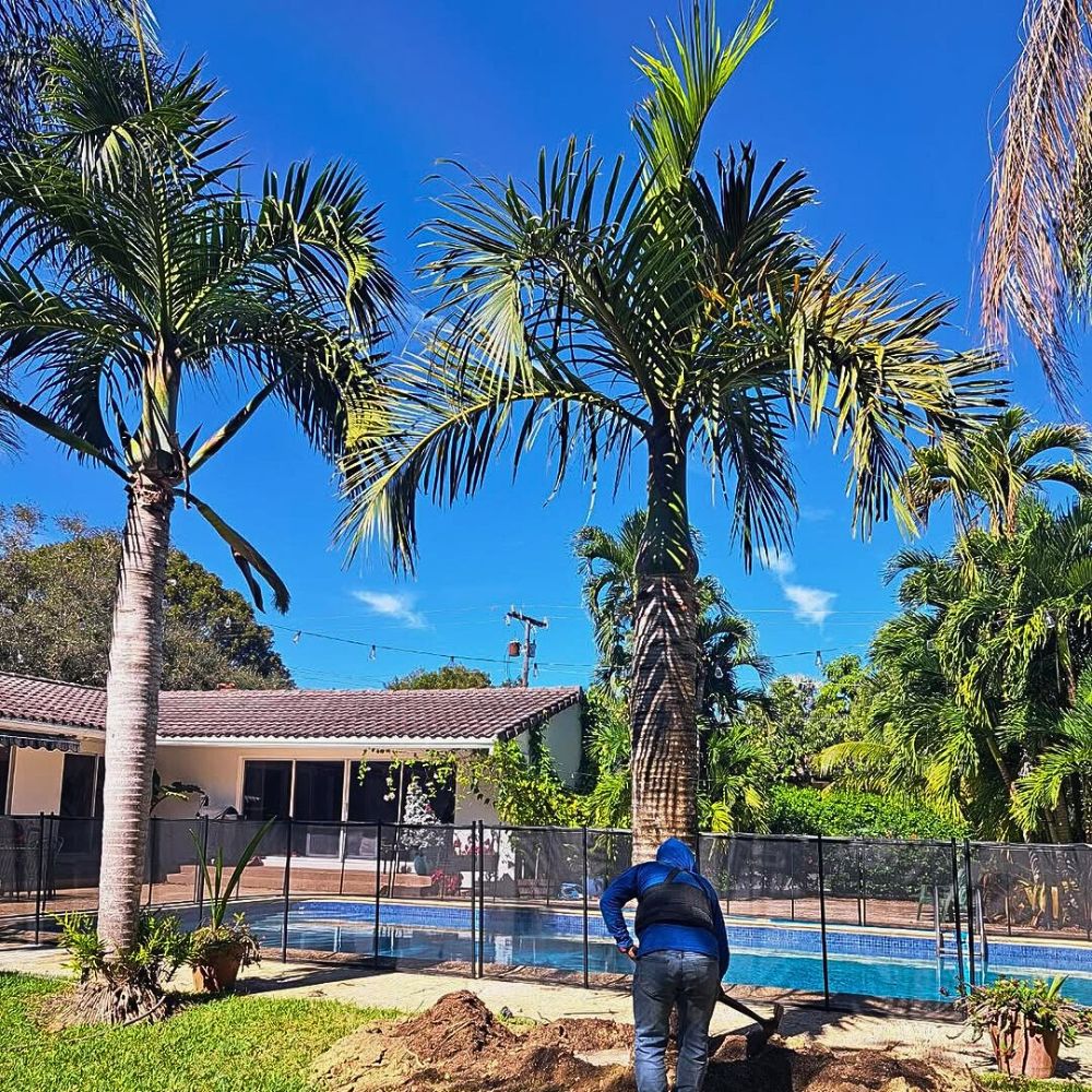 Transplanting spindle palm trees