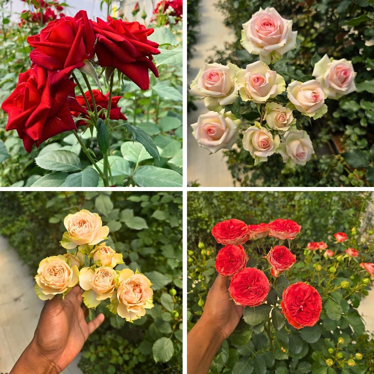 Floral Personality Sarah Campbell Enchanted by Kenya’s Array of Spray Roses and Other Flowers at Interplant Roses East Africa in Naivasha