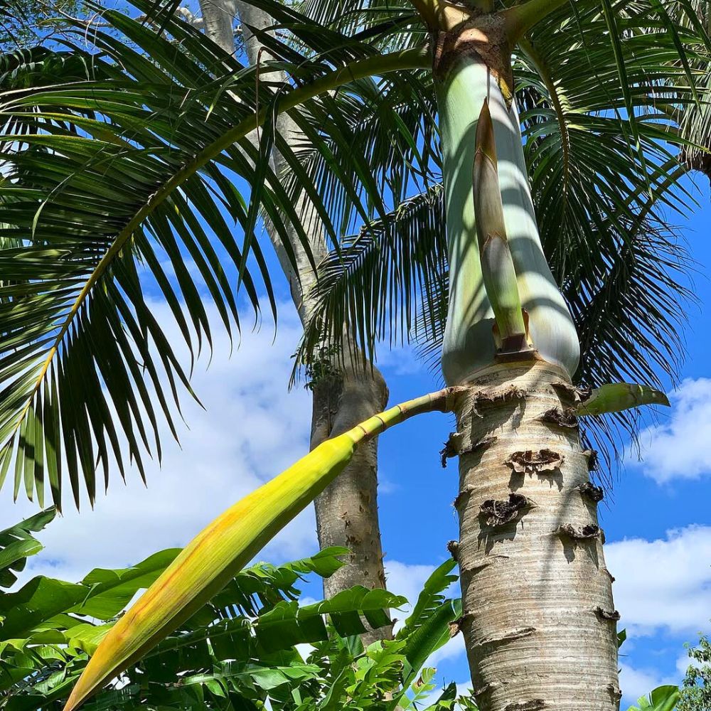 Spindle palm tree