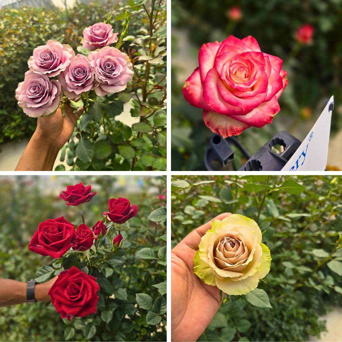 Floral Personality Sarah Campbell Enchanted by Kenya’s Array of Spray Roses and Other Flowers at Interplant Roses East Africa in Naivasha