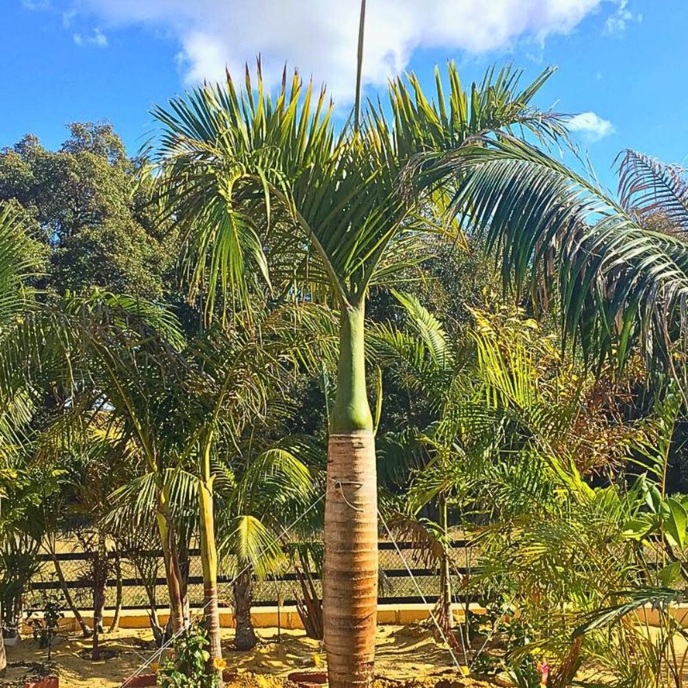 Spindle palm tree placed in an outdoor garden