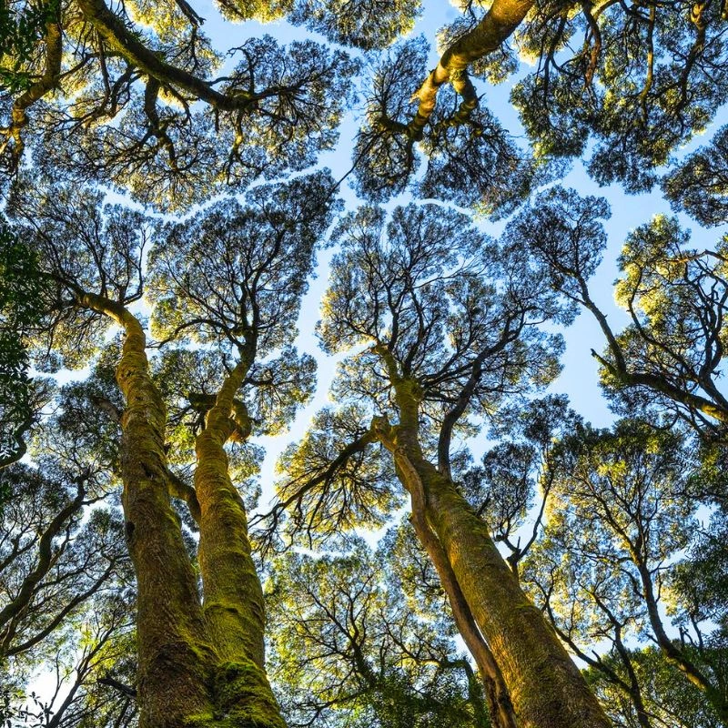 Crown Shyness Among Trees, Also Called Canopy Disengagement or Canopy Shyness