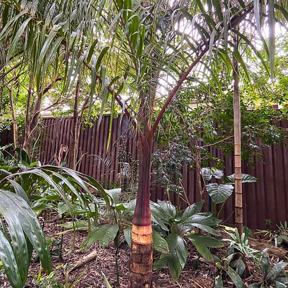 Spindle palm tree with a tidy trunk