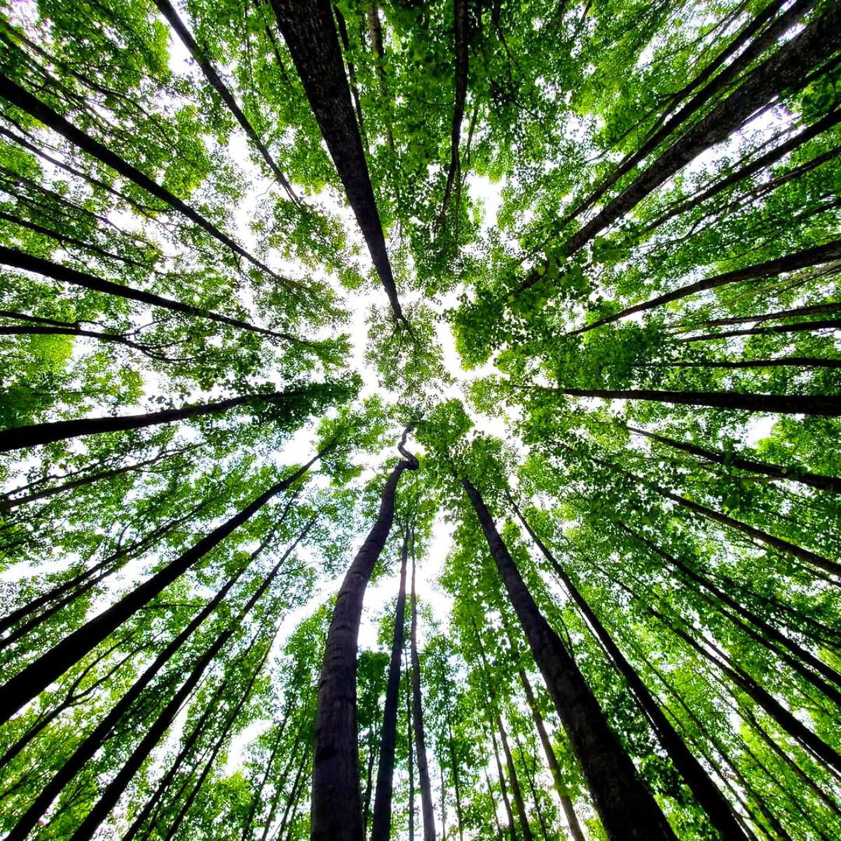 Crown shyness in rainforest