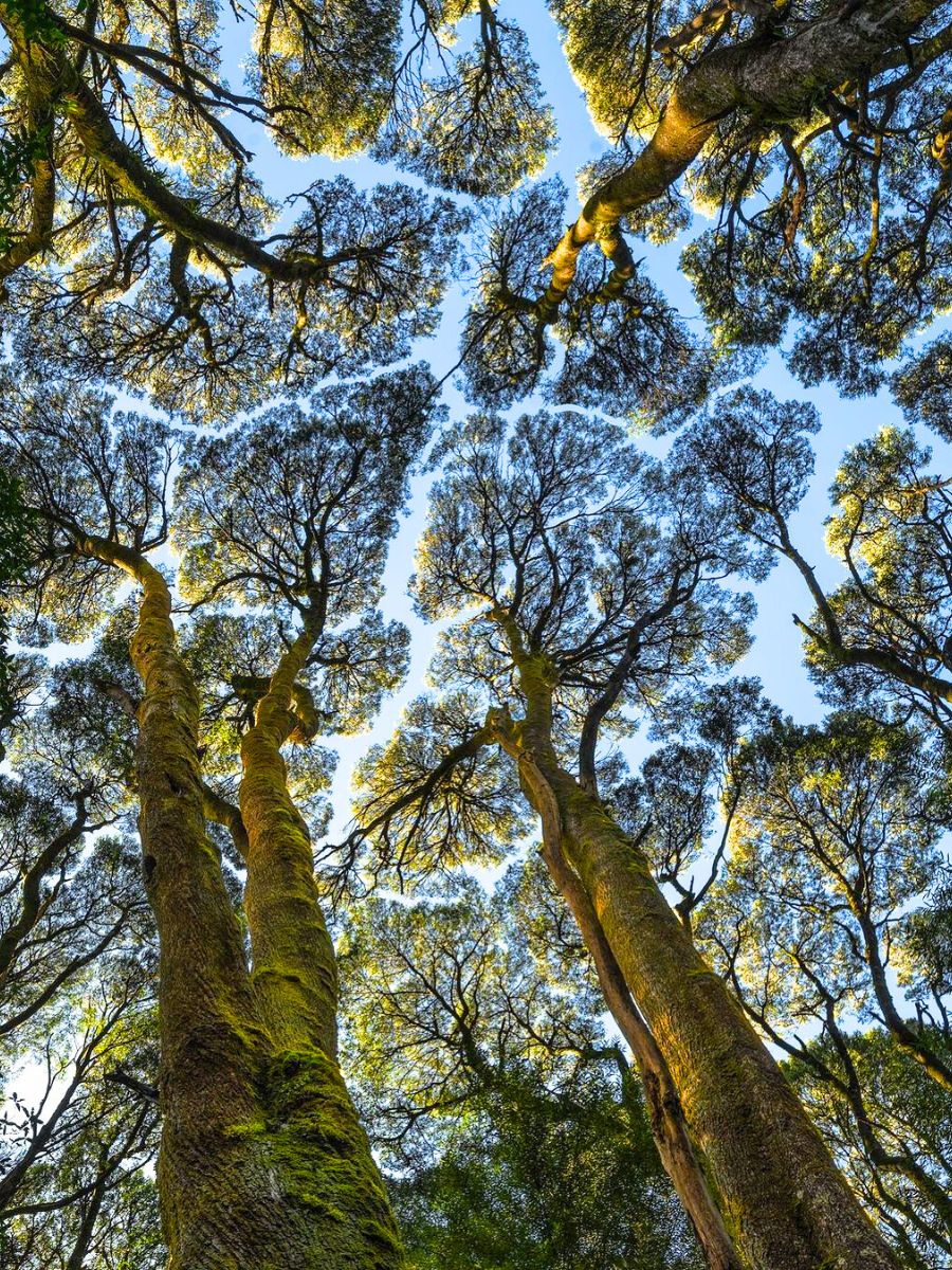 Trees not touching known as tree shyness