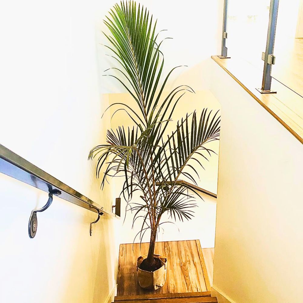 Gigantic spindle palm houseplant