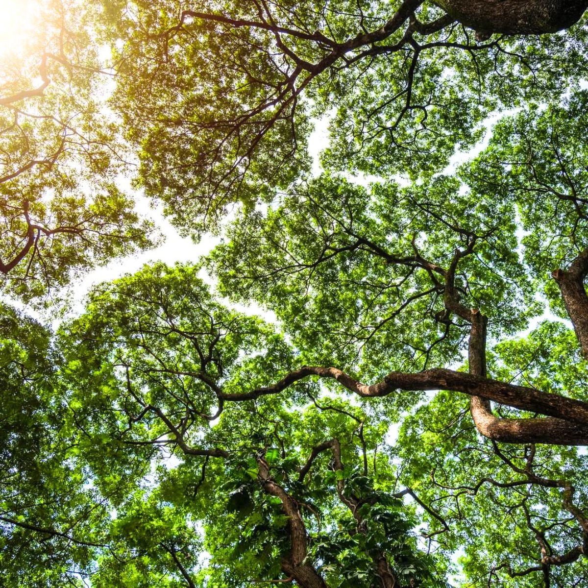 Sun coming in through crown shyness phenomenon