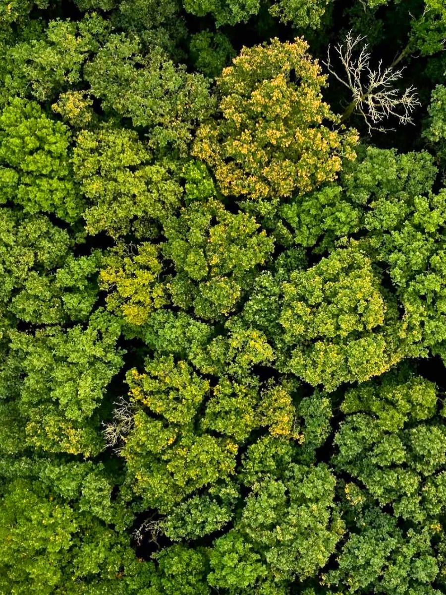 Upper view of the crown shyness