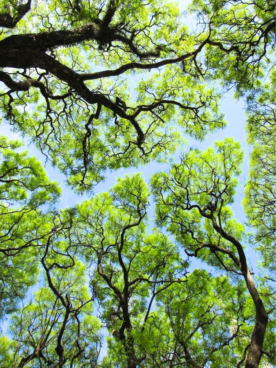 Clear gaps between green trees in crown shyness