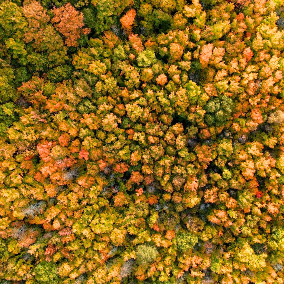 Crown shyness during the autumn season