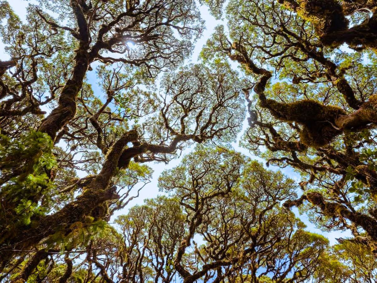 Fascinating phenomenon of crown shyness trees