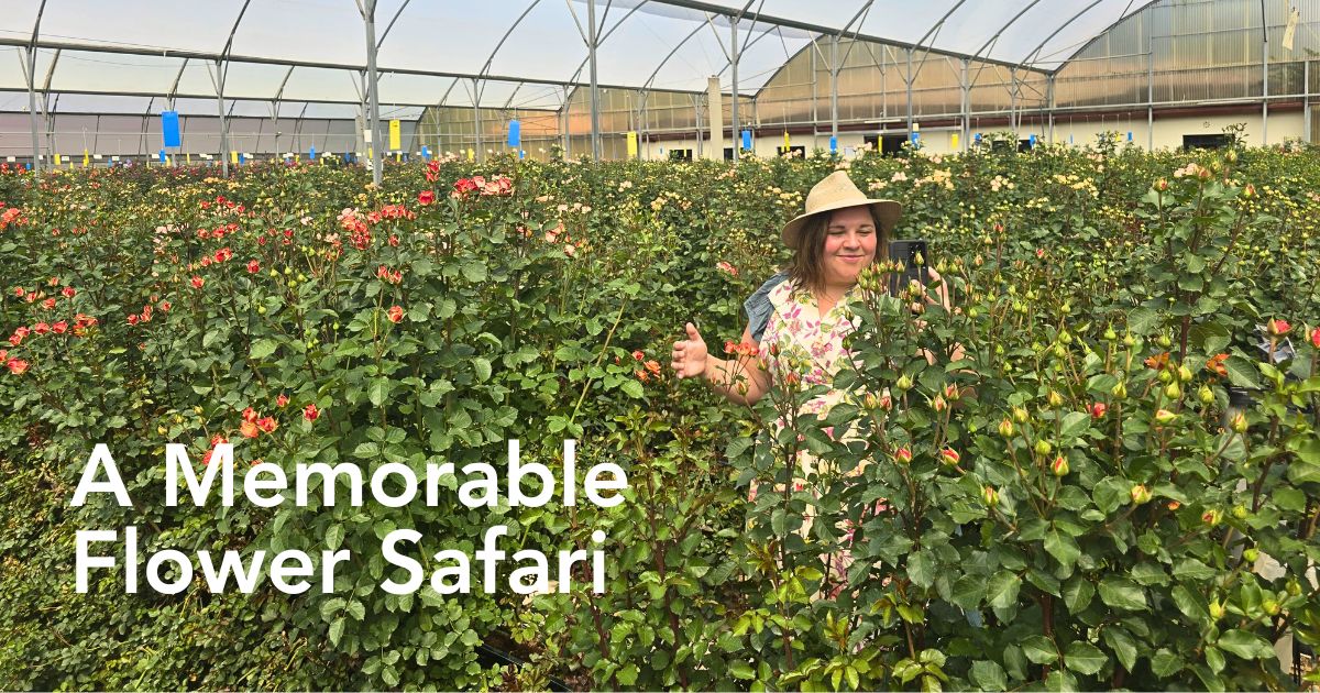 Floral Personality Sarah Campbell Enchanted by Kenya’s Array of Spray Roses and Other Flowers at Interplant Roses East Africa in Naivasha