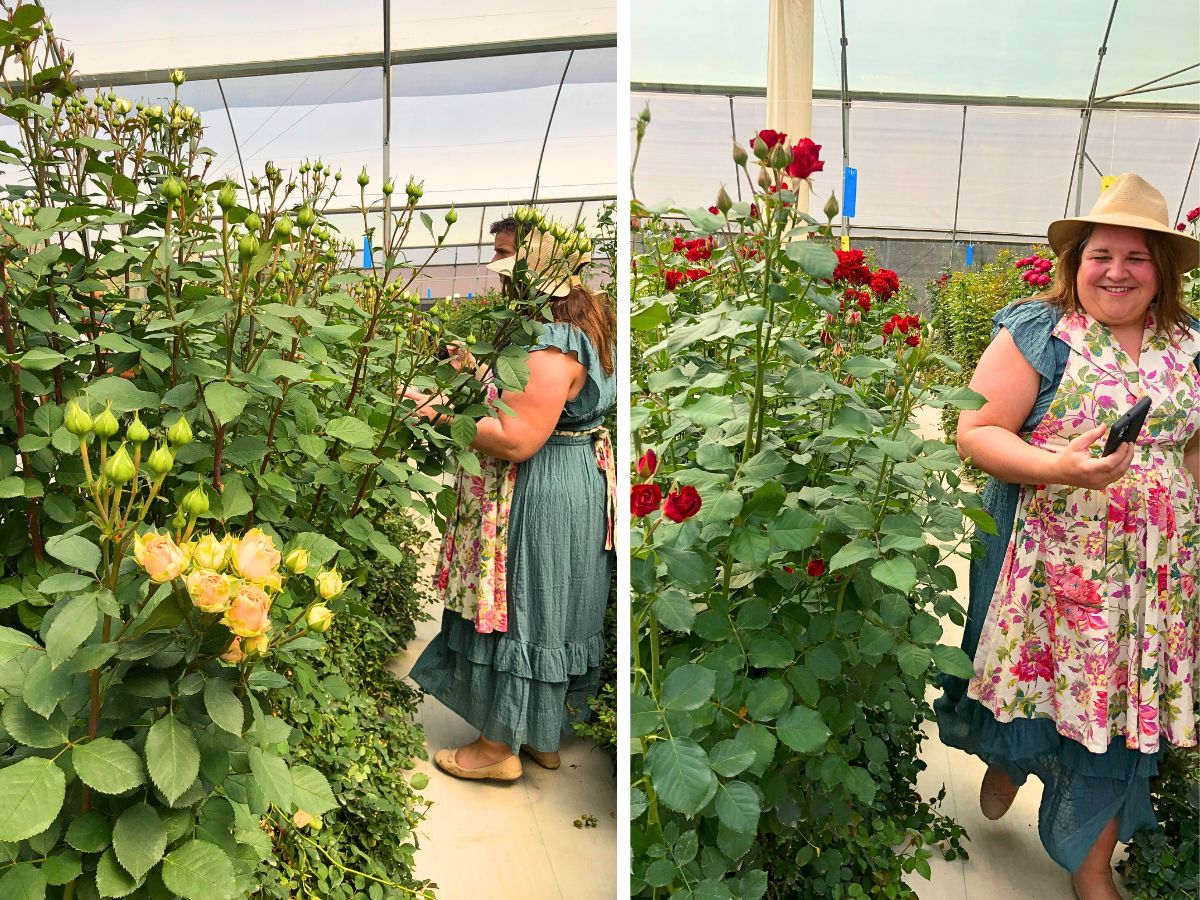 Floral Personality Sarah Campbell Enchanted by Kenya’s Array of Spray Roses and Other Flowers at Interplant Roses East Africa in Naivasha