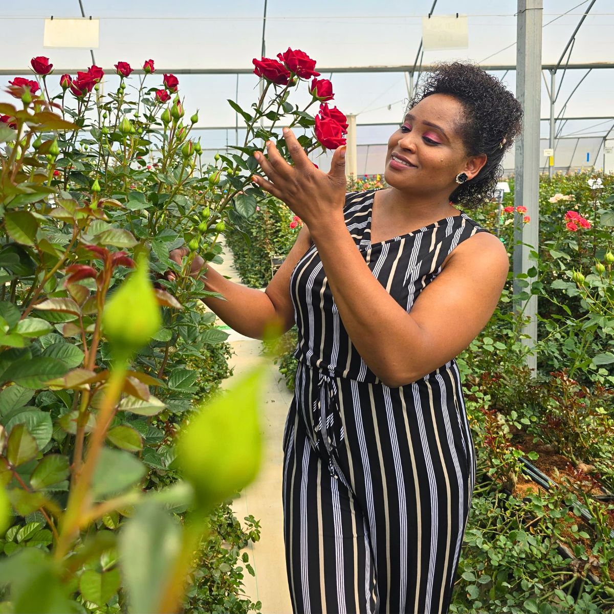 Floral Personality Sarah Campbell Enchanted by Kenya’s Array of Spray Roses and Other Flowers at Interplant Roses East Africa in Naivasha