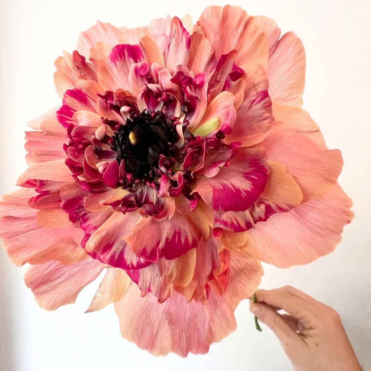 Closeup view of huge Charlotte ranunculus