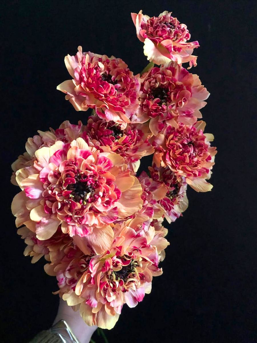 Pink Charlotte ranunculus in sunlight