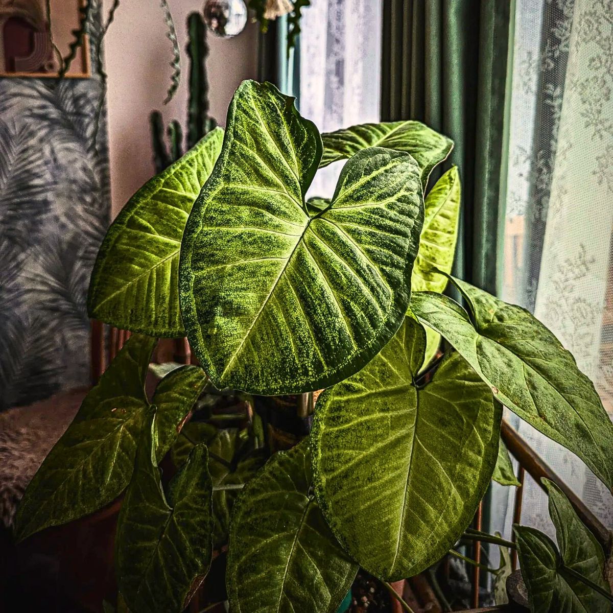 Syngonium plant