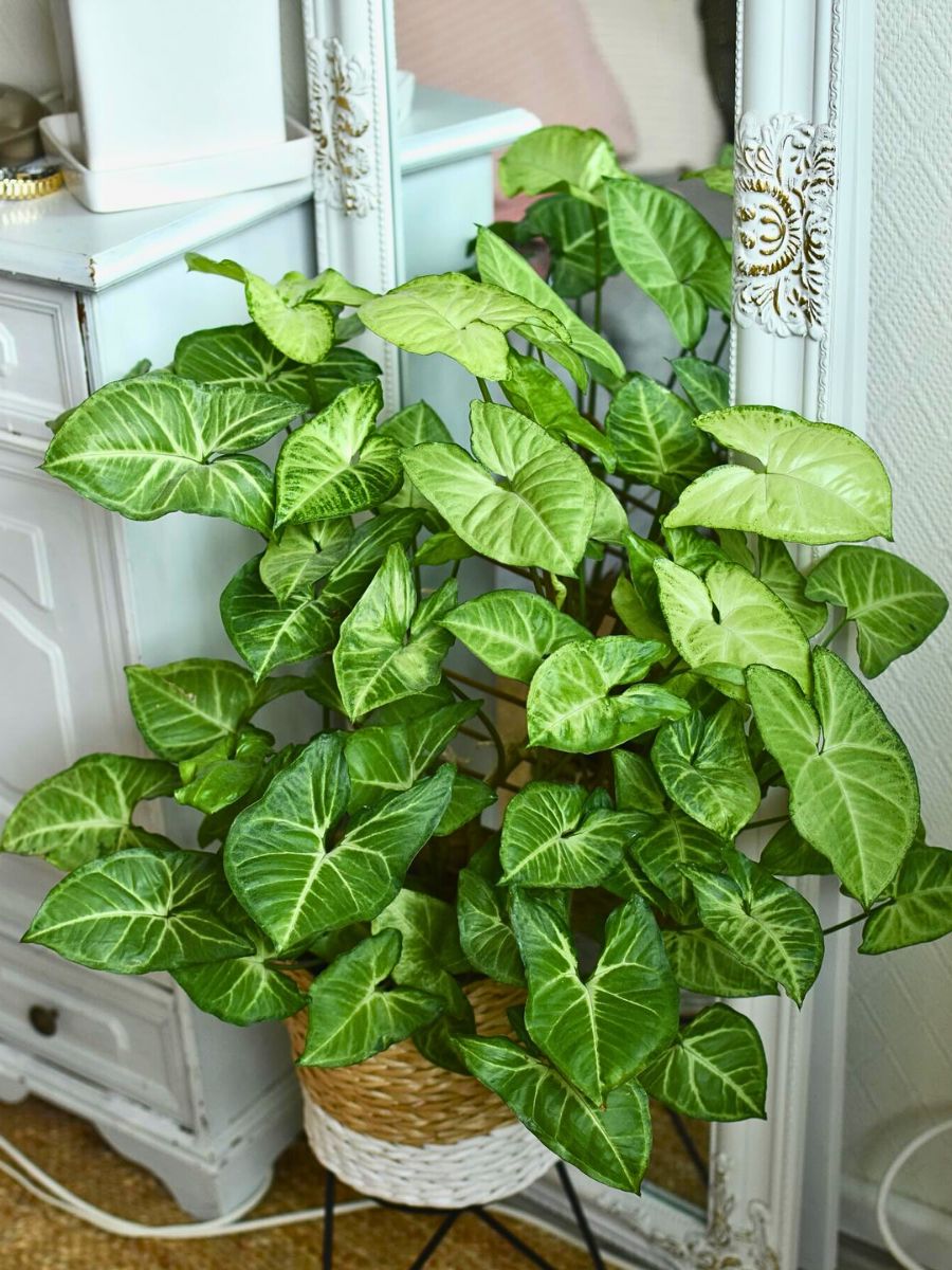 Syngonium houseplant 