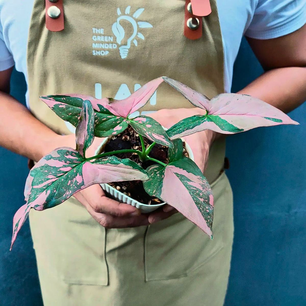 Syngonium Is the Arrowhead Vine or Arrowhead Plant