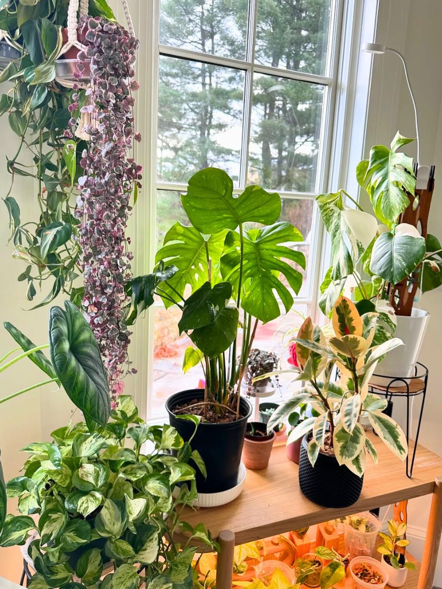 Bright indirect light on plants