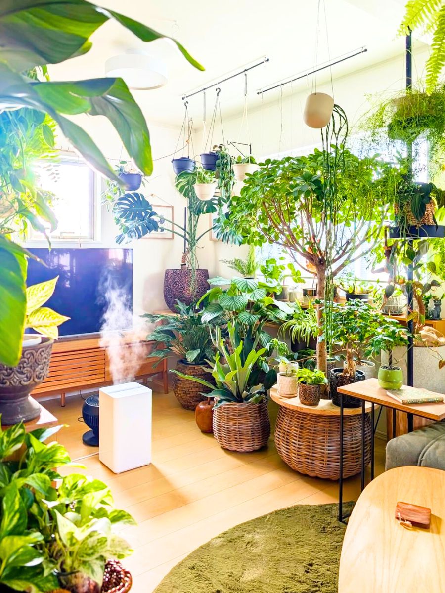 A house filled with indoor plants