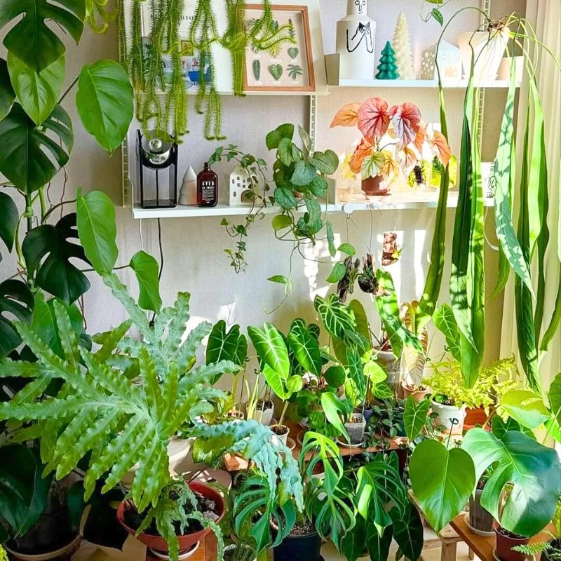 Houseplants receiving light