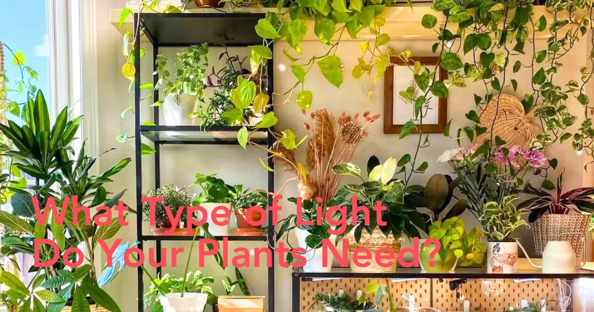 Sunlight levels for optimal plant health