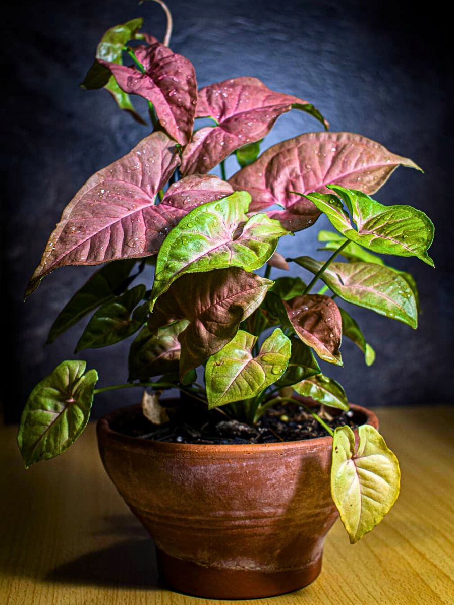 Syngonium Plant Adds a Tropical Flair to Indoor Spaces