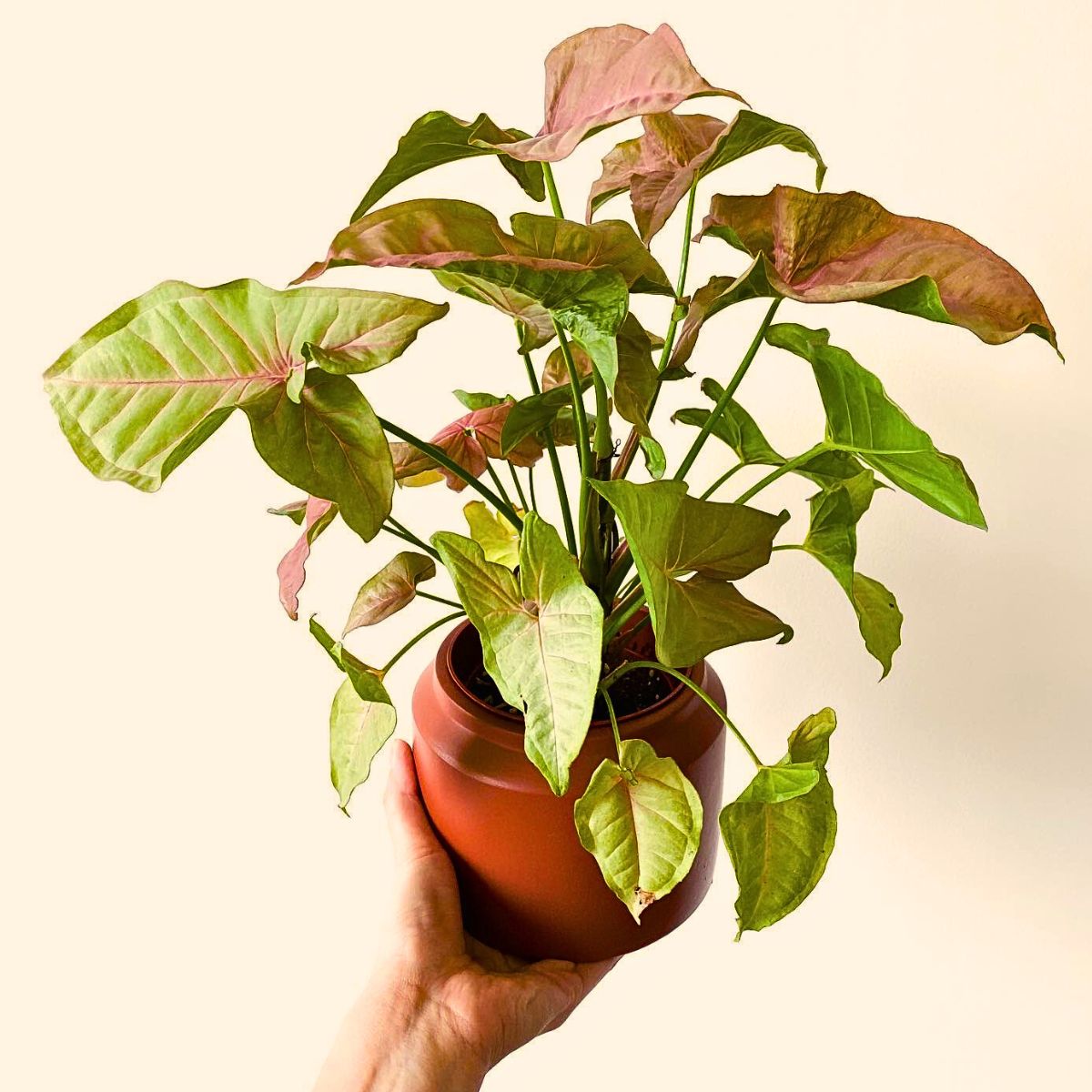 Syngonium, the Plant You’d Want to Have for a Tropical Flair in Your Home