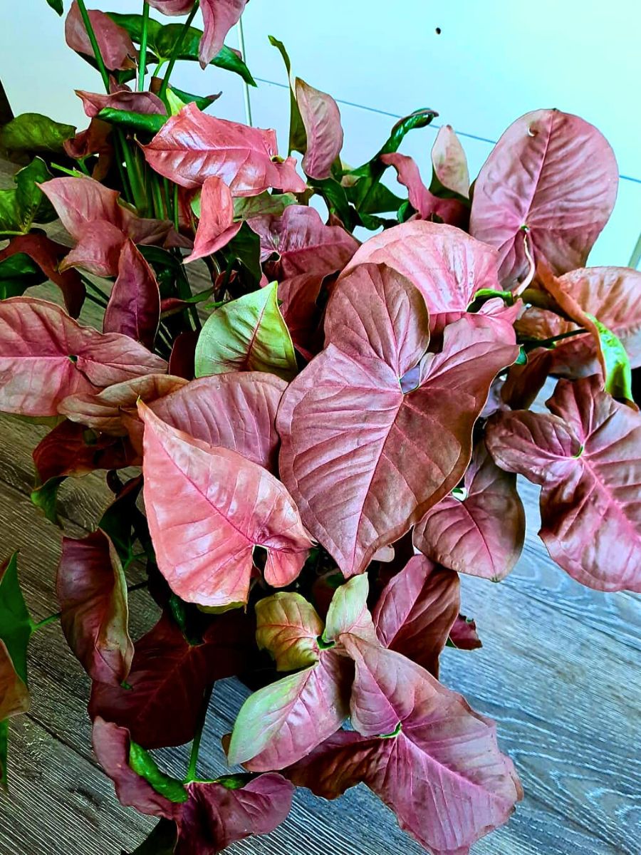 Syngonium, the Plant You’d Want to Have for a Tropical Flair in Your Home