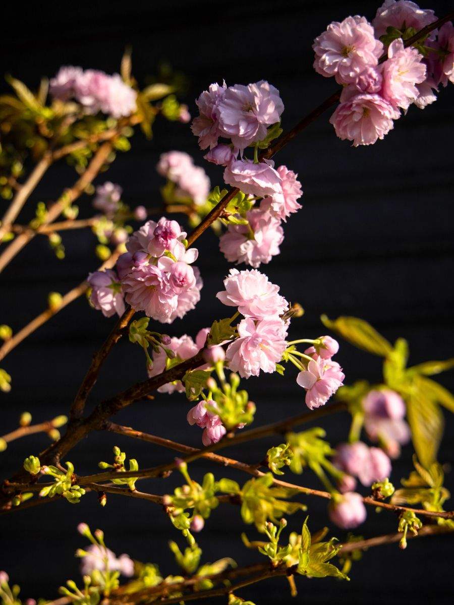 Cherry Blossom by CFG