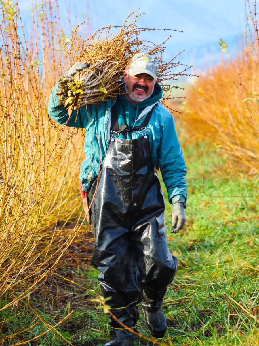 Picking up forsythia from the farm