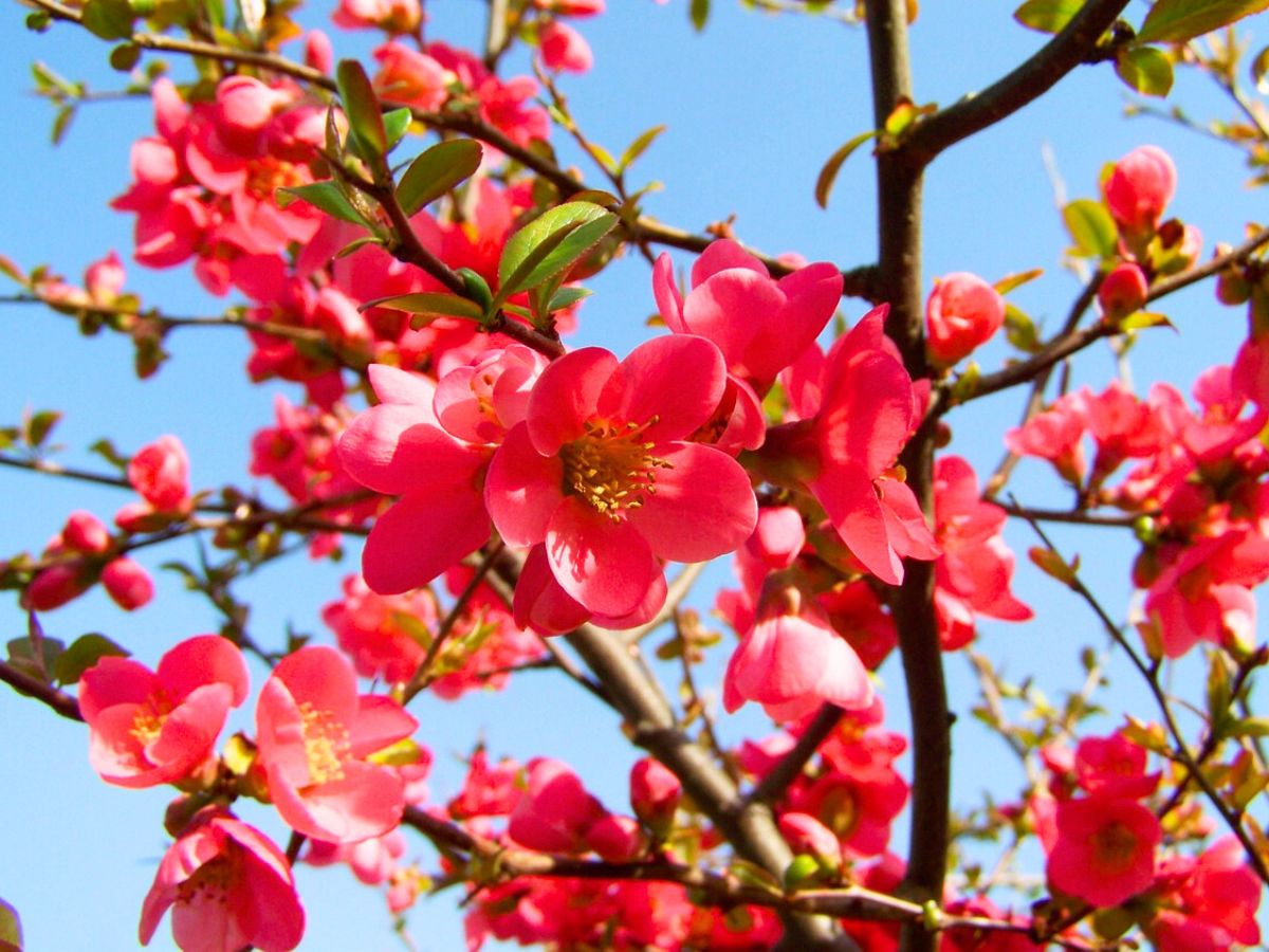 Quince pink flowering branch by CFG