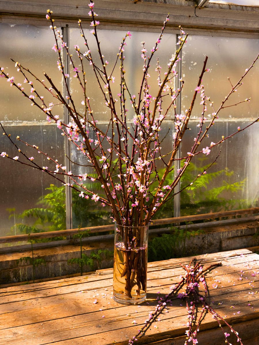 Almond flowering branches