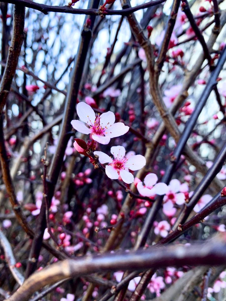 Prunus flowering branches in light pink