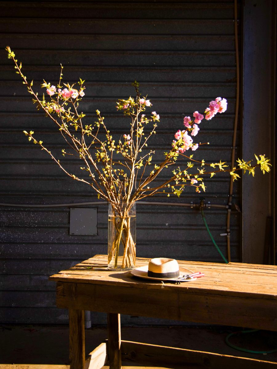 Cherry blossom in indoor decor