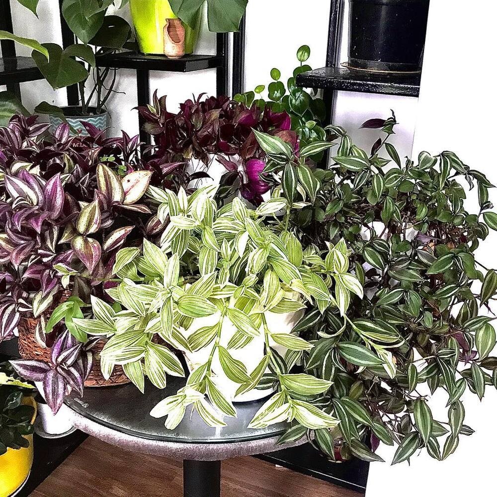 meet the wandering jew plant