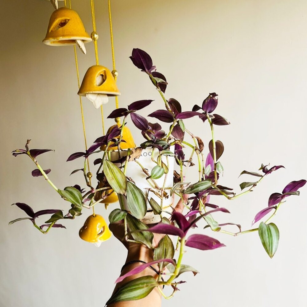 holding a wandering jew plant near clay wind chimes