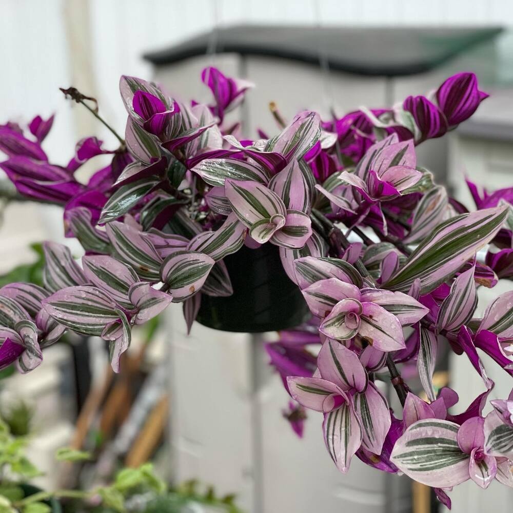 beautiful wandering jew or inch plant in shades of pink