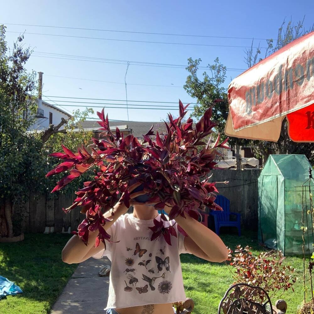 woman posing with bright pink wandering jew plants