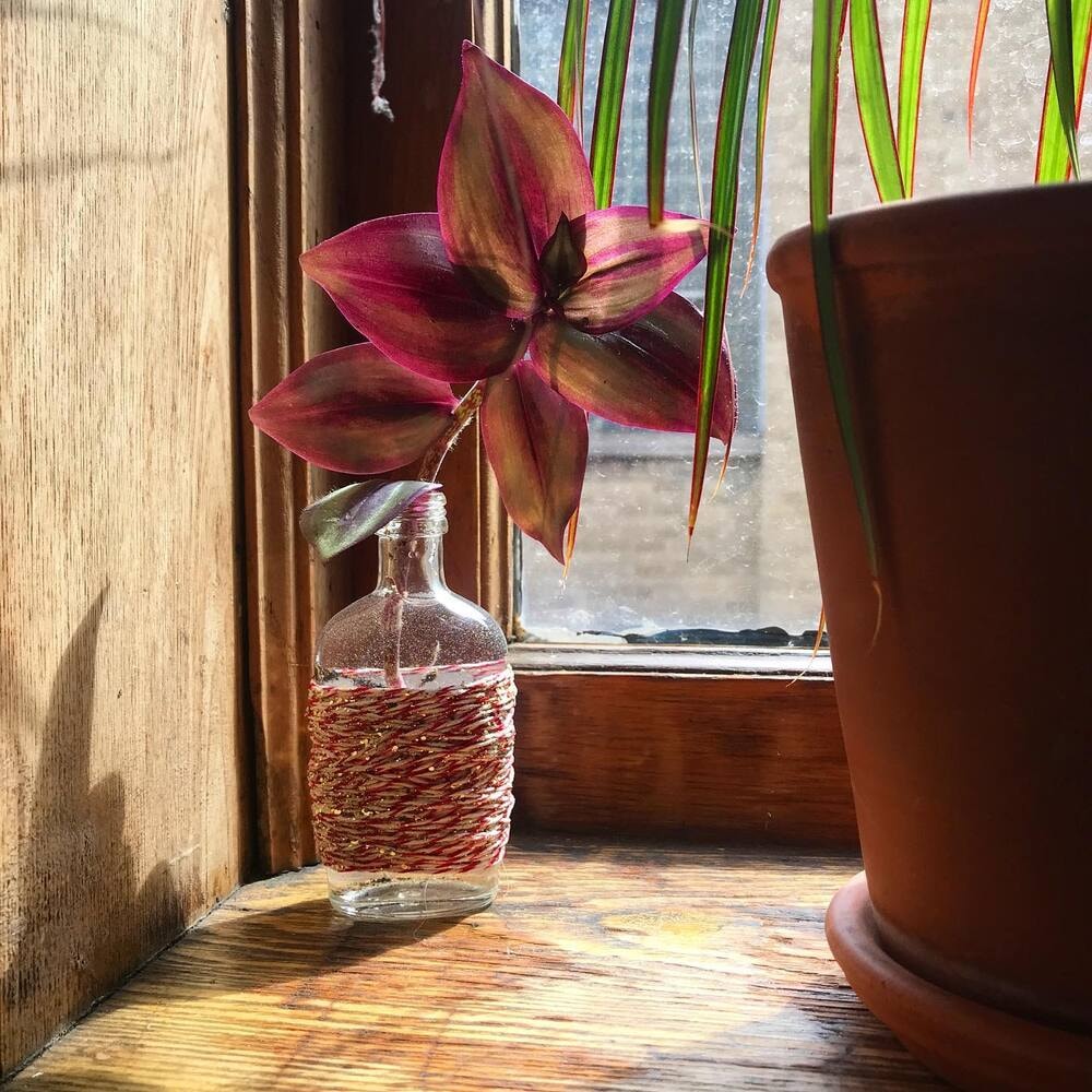 inch plant growing in a water pot near a window