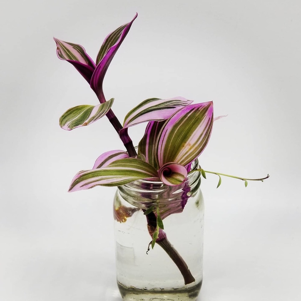 growing wandering jew plant