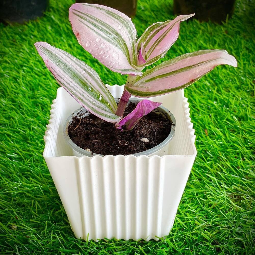 potted inch plant