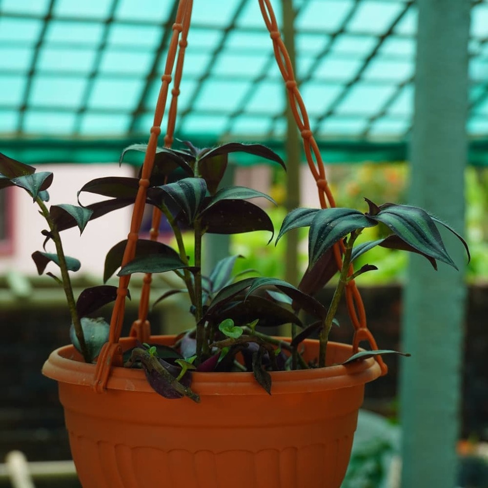 hanging wandering jew plant