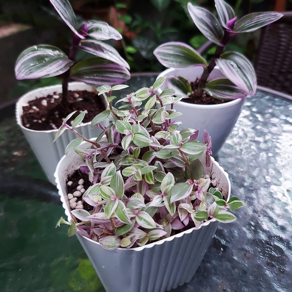 beautiful potted inch plants kept together