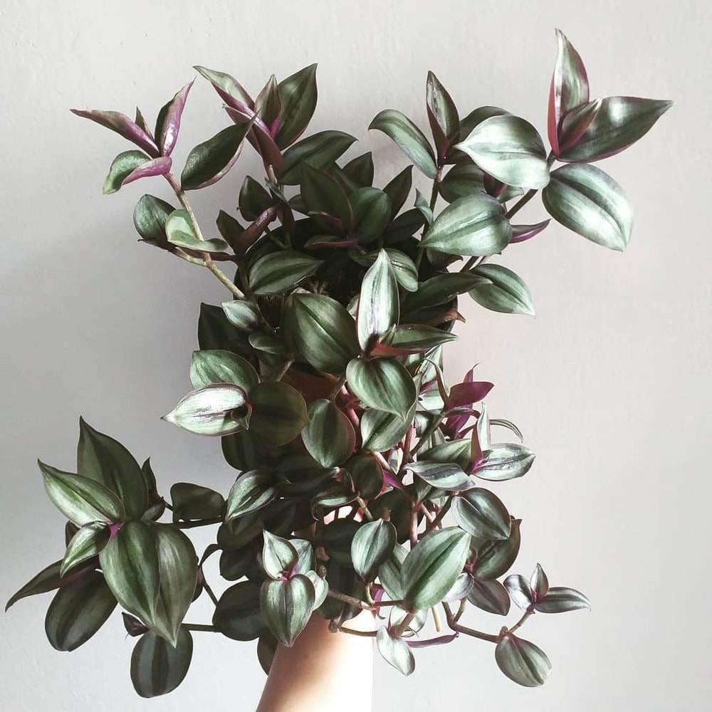 hand holding well grown drooping wandering jew plants