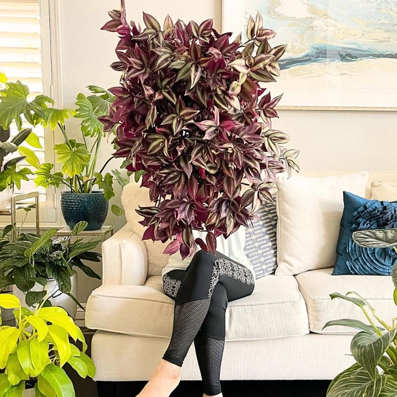 photo of wandering jew by lindahouseplant instagram