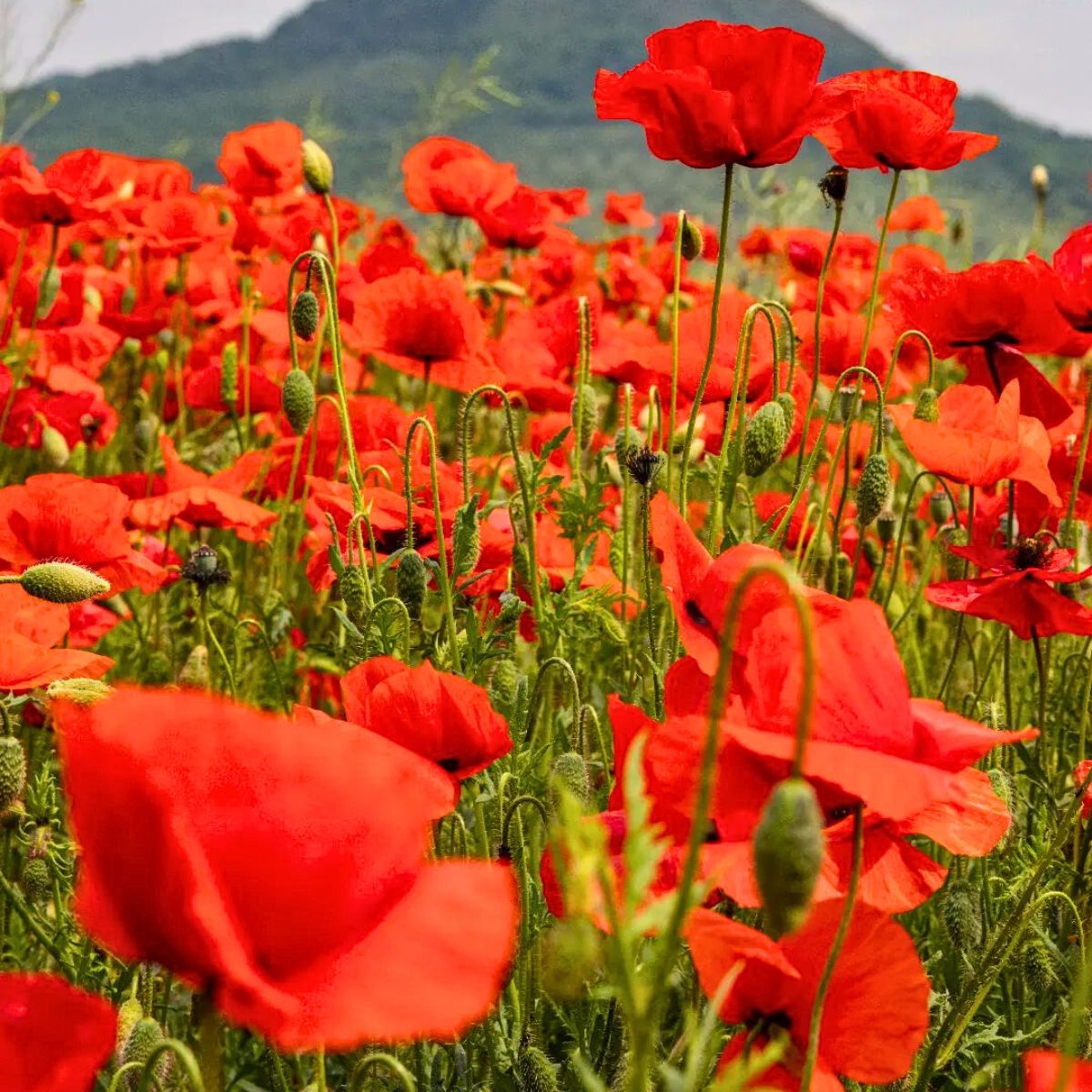 Red Flower Meaning