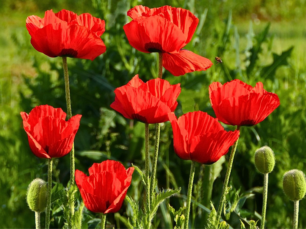 Red Flower Meaning