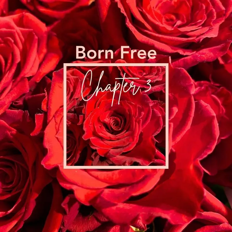 Born Free roses